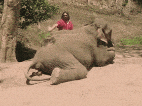 giphy-downsized.gif
