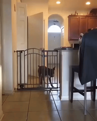 No Barrier can stop him in funny gifs