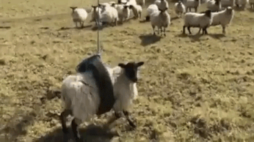 Sheep having fun in funny gifs