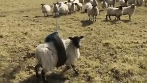 Sheep having fun