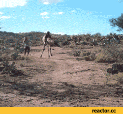 [Image description: A camel running away from a girl in a strange manner.] Via Giphy