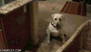 Playing Best Of Week GIF by Cheezburger - Find & Share on GIPHY