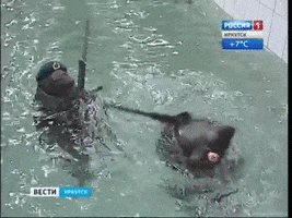 Guns Seals GIF - Find & Share on GIPHY