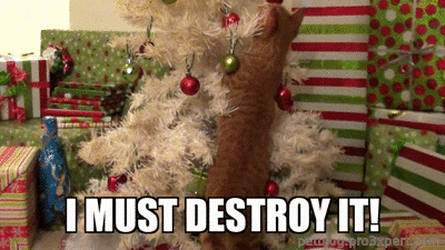 Christmas Cat Memes 2017: Wishing Everyone a Meowsy Catmas and a Happy