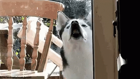 21 Of The Funniest Dog GIFs You Will Ever See