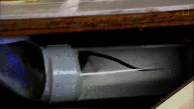 Toilet GIF - Find & Share on GIPHY Toilet GIF - Find & Share on GIPHY