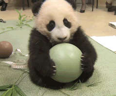 Baby Lol GIF by San Diego Zoo - Find & Share on GIPHY