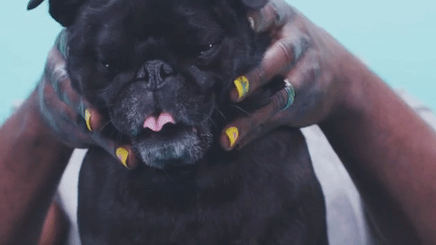 Pug GIFs - Find & Share on GIPHY