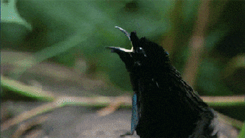 200.gif