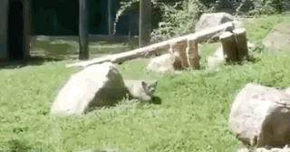 способности животных, милые животные, гифки с животными, смешные гифки с животными