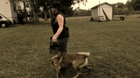 Dog Training Giphy