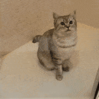 [PokeCommunity.com] .gif