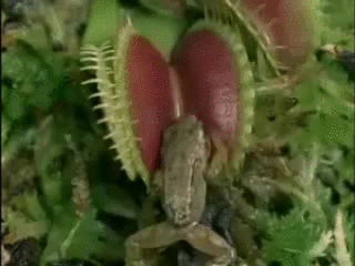 grenouille qui se fait manger par une plante carnivore