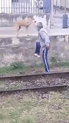Dog helps drunk man in funny gifs