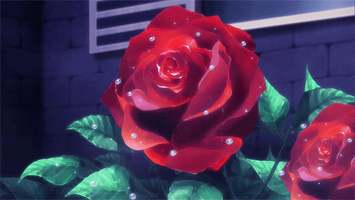 Rose Flower GIF - Find & Share on GIPHY
