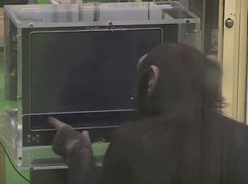 memory puzzle chimp solving