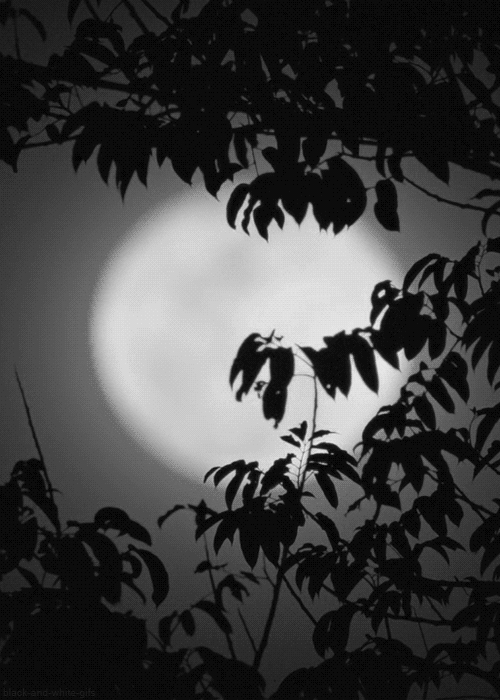 Black And White Moon GIF
