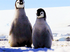 animals penguin walking waddle