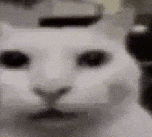 GIF cat uncanny para Instagram