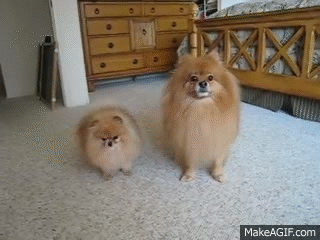 Pomeranian GIF - Find & Share on GIPHY