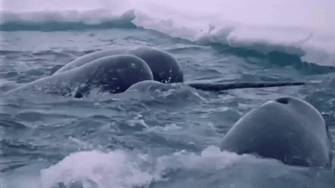 Narwhal GIF by National Geographic on Giphy