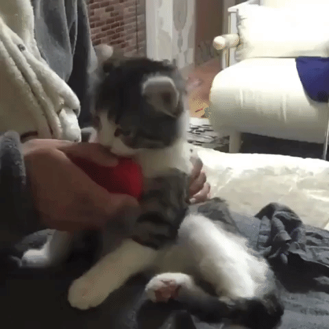 животных чешут, животные когда их чешут, животные любят когда чешут