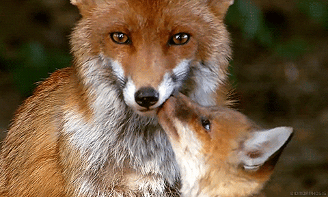 animals fox nature cubs red fox