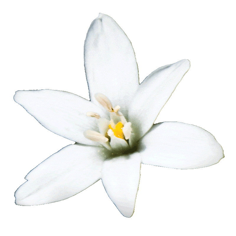 Edelweiss Gif Edelweiss Gif