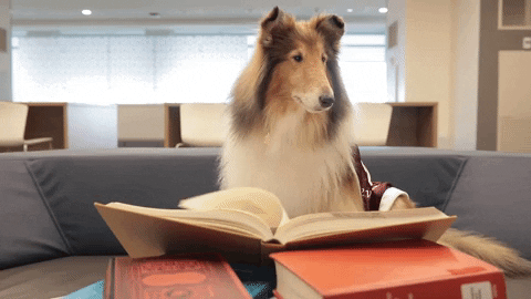 a Rough Collie dog that looks like reading a book