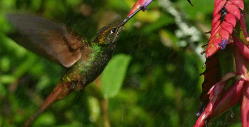 la leyenda del colibrí toma del nectar de la vida