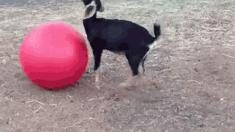 Goat Yoga best Gif