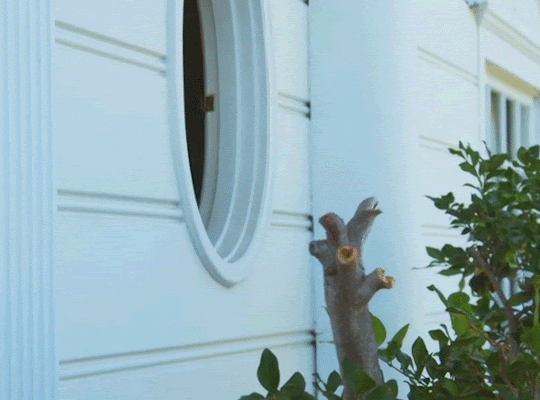 Prince Harry poking his head out of a window gif