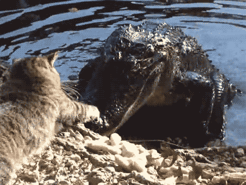 History Channel Cats GIF - Find & Share on GIPHY
