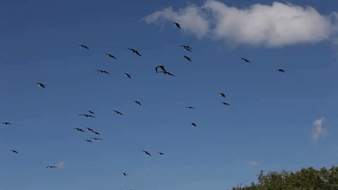 Большие Gif Картинки