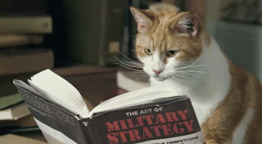 estrategia de negocios gato leyendo