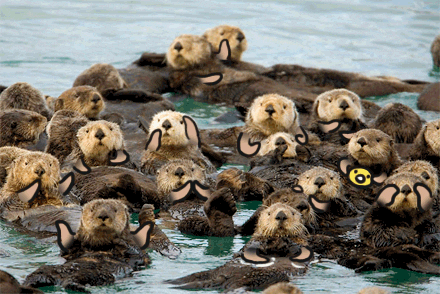 Otters waving