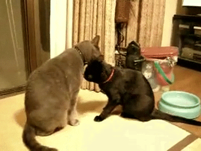 Nothing GIF - Find & Share on GIPHY