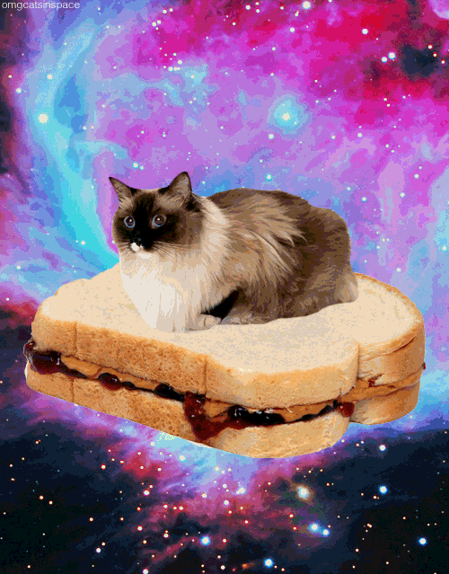 Sandwich GIF Find & Share on GIPHY