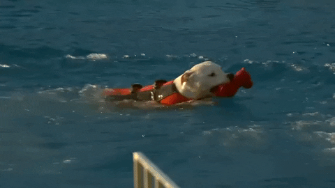 Excited Espn GIF by American Kennel Club