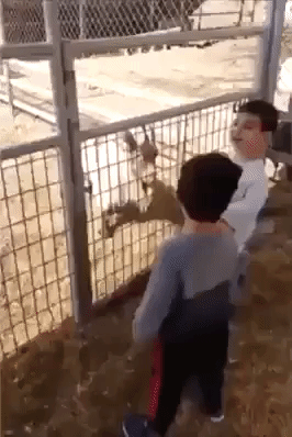 Just kids thing in funny gifs