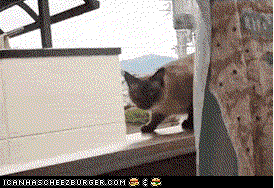 [Εικόνα: giphy.gif]