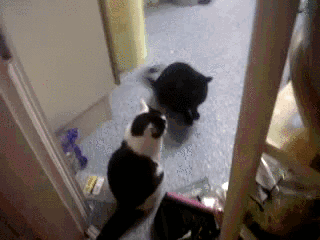 cats