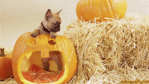 Source: Giphy. Description: a french bulldog puppy standing in a carved jack-o'-lantern. 