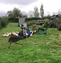 купили яйцо эму на Ebay, вырастили страуса эму, яйцо страуса эму Ebay, вырастить страуса из яйца