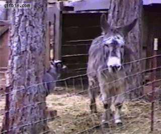 Animals GIFs - Find Share on GIPHY