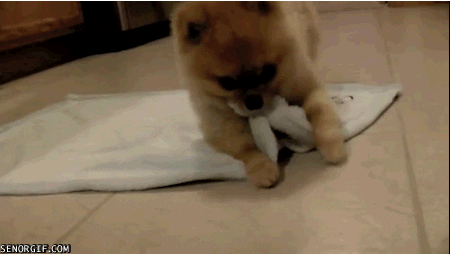 Dog Trick GIF - Find & Share on GIPHY