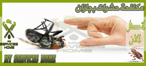 شركة مكافحة حشرات بجازان