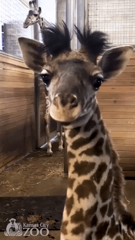 Download Newborn Baby Giraffe Gif Newborn Baby