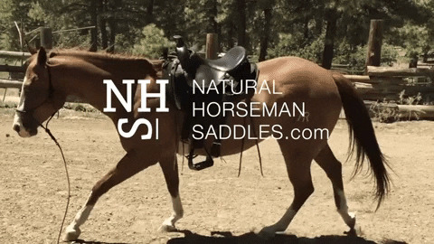 Horse Carry Me Gif Find Share On Giphy - 