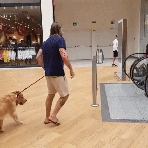 Golden Retriever Help GIF - Find & Share on GIPHY